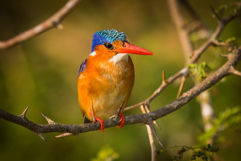 22 Oeganda, Queen Elizabeth NP, kleine gekuifde ijsvogel.jpg